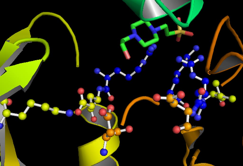 Image: A model of the active site of the kinase GSK-3 (glycogen synthase kinase 3) (Photo courtesy of Wikimedia Commons).