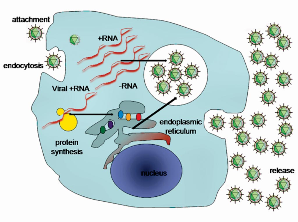 Image: A simplified diagram of the Hepatitis C (HCV) replication cycle (Photo courtesy of Graham Malcolm Beards, DSc).