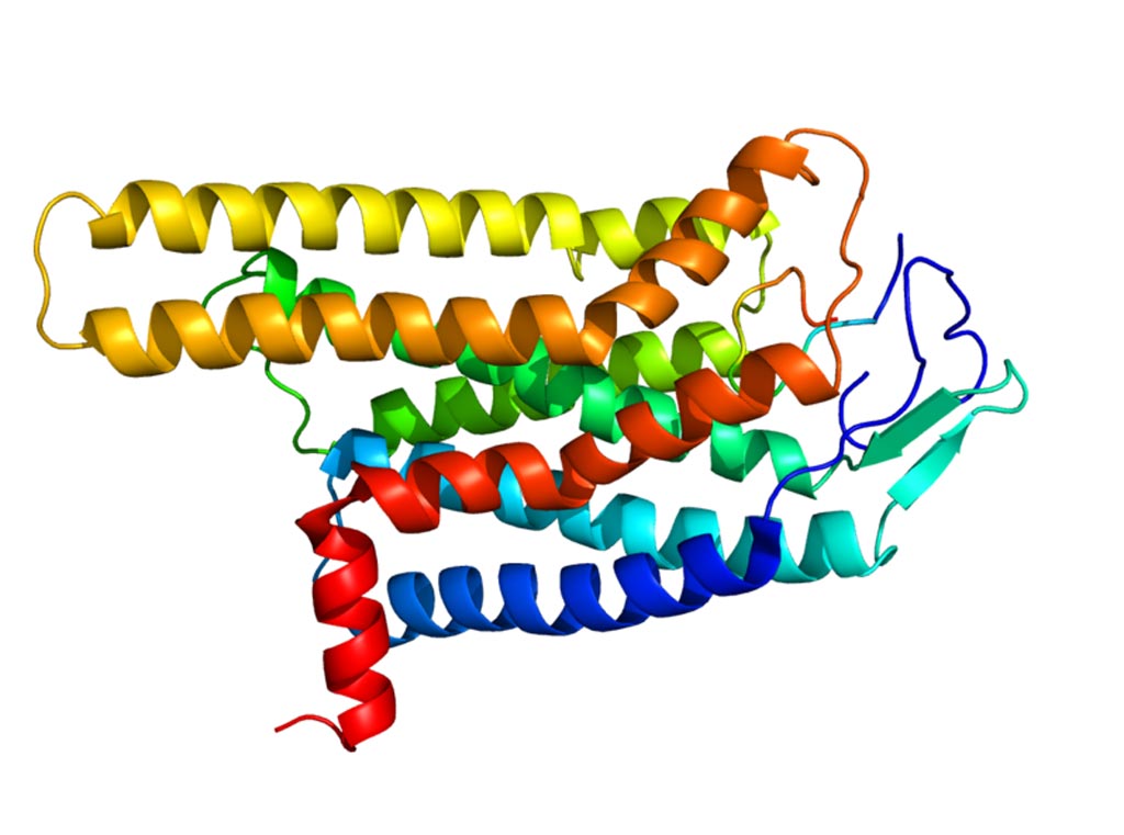 Image: A molecular model of the Melanocortin 4 receptor (Mc4r) protein (Photo courtesy of Wikimedia Commons).