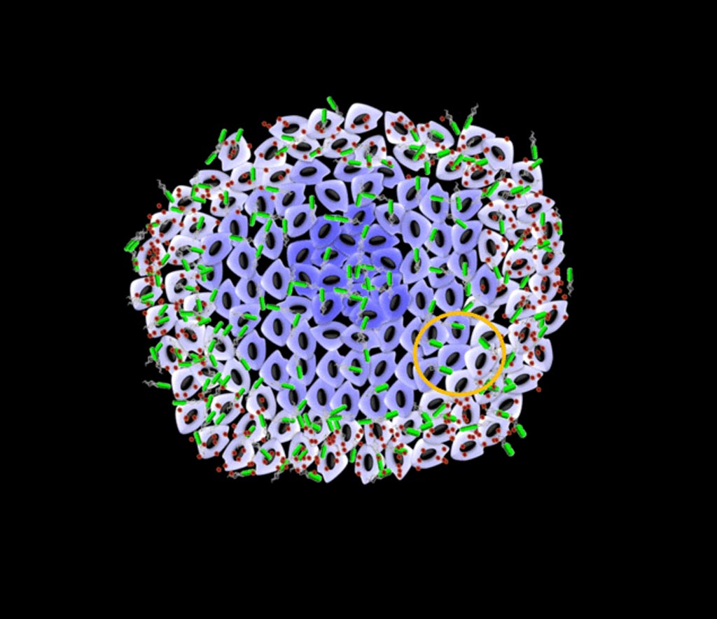 Image: NanoBEADS transporters were constructed by conjugating poly(lactic‐co‐glycolic acid) nanoparticles with tumor‐targeting Salmonella typhimurium bacteria (Photo courtesy of Virginia Tech).