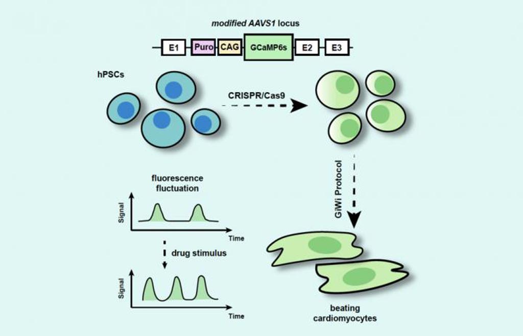 Image: A diagram of the process by which a fluorescent-labeled stem cell line was generated for production of cardiac cells (Photo courtesy of Pennsylvania State University).