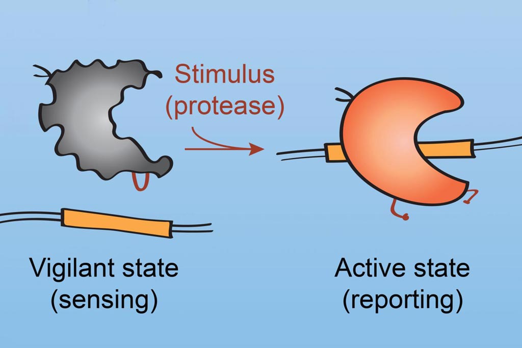 Image: ProCas9 can sense the presence of an enzyme called a protease. ProCas9 (left, gray) is inactive until the protease snips a short piece of protein (red loop), at which point it becomes active (right, red) and binds DNA. By making the Cas9 fluoresce when it binds DNA, researchers get a signal that the protease is present (Photo courtesy of University of California, Berkeley).