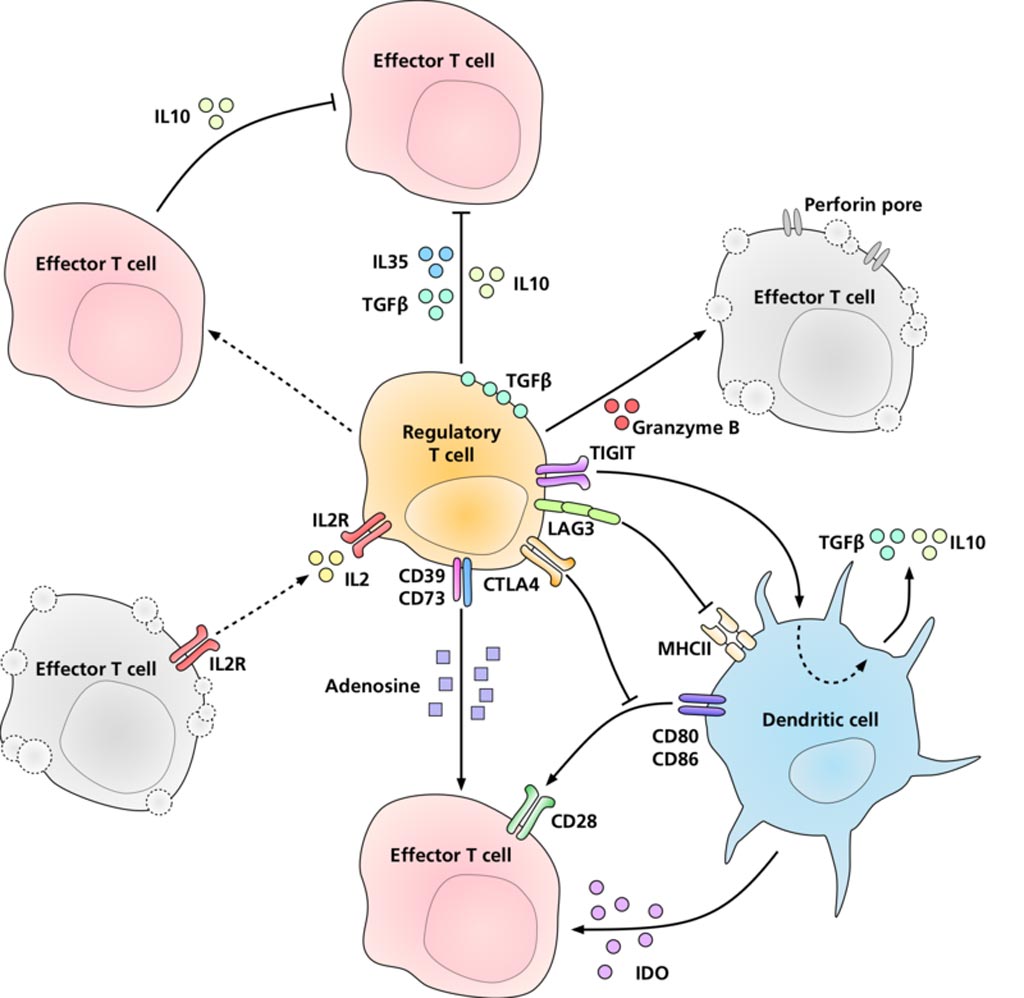 Image: A diagram of how regulatory T-cells suppress effector T-cells and dendritic cells (Photo courtesy of Wikimedia Commons).