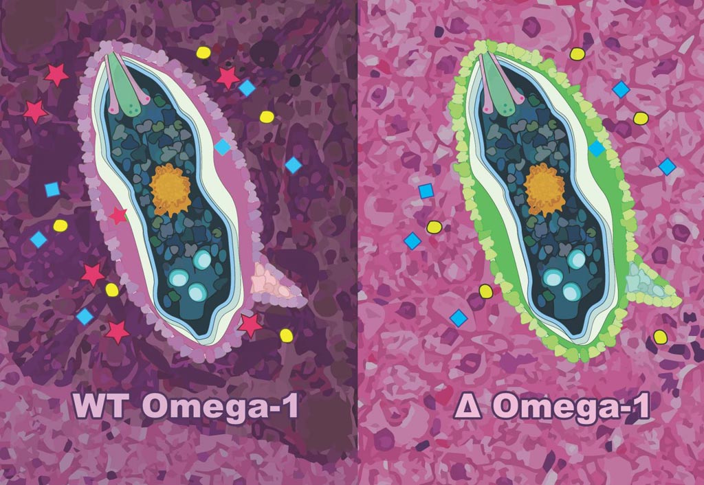Image: Researchers \"knocked out\" the omega-1 ribonuclease protein using CRISPR/Cas9 and found that it greatly reduced the impact of schistosomiasis (Photo courtesy of George Washington University).