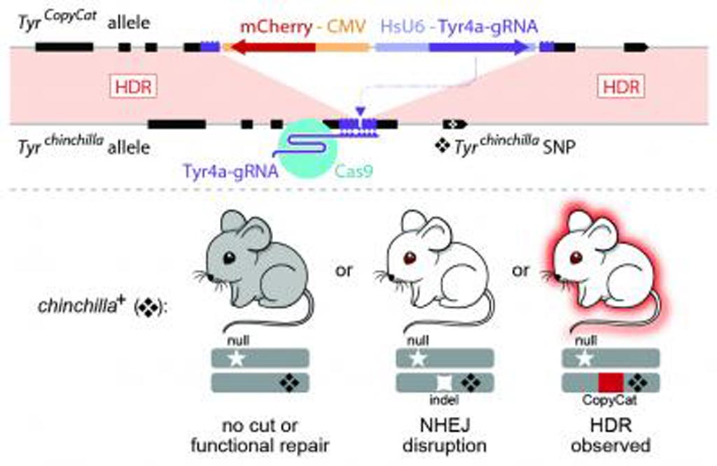 Image: Researchers used CRISPR/Cas9 genome editing to control genetic inheritance in mammals for the first time (Photo courtesy of Cooper Laboratory, University of California, San Diego).