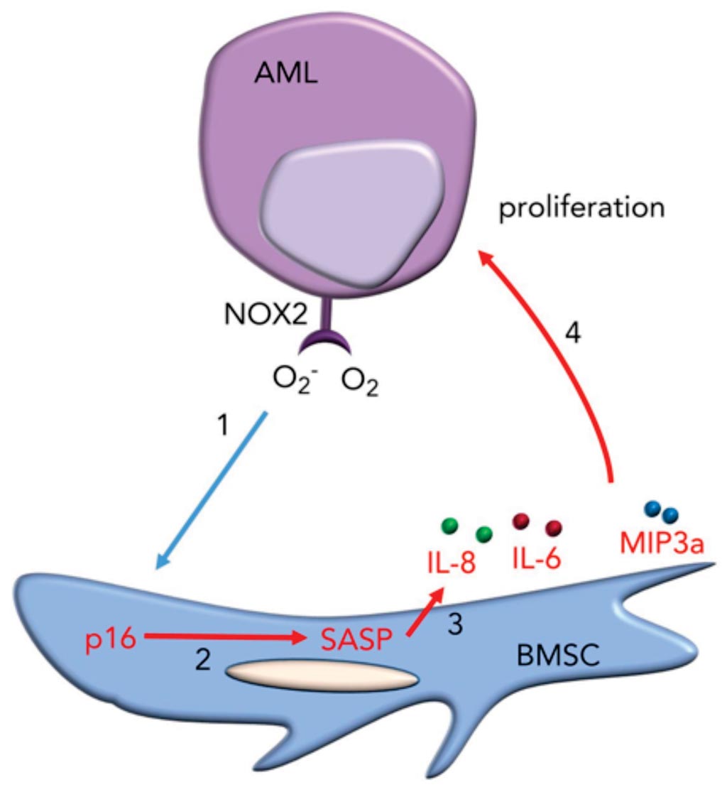 Image: A diagram of how leukemia NOX2 derived superoxide is a driver of pro-tumoral p16INK4a-dependent senescence in bone marrow stromal cells (Photo courtesy of University of East Anglia).