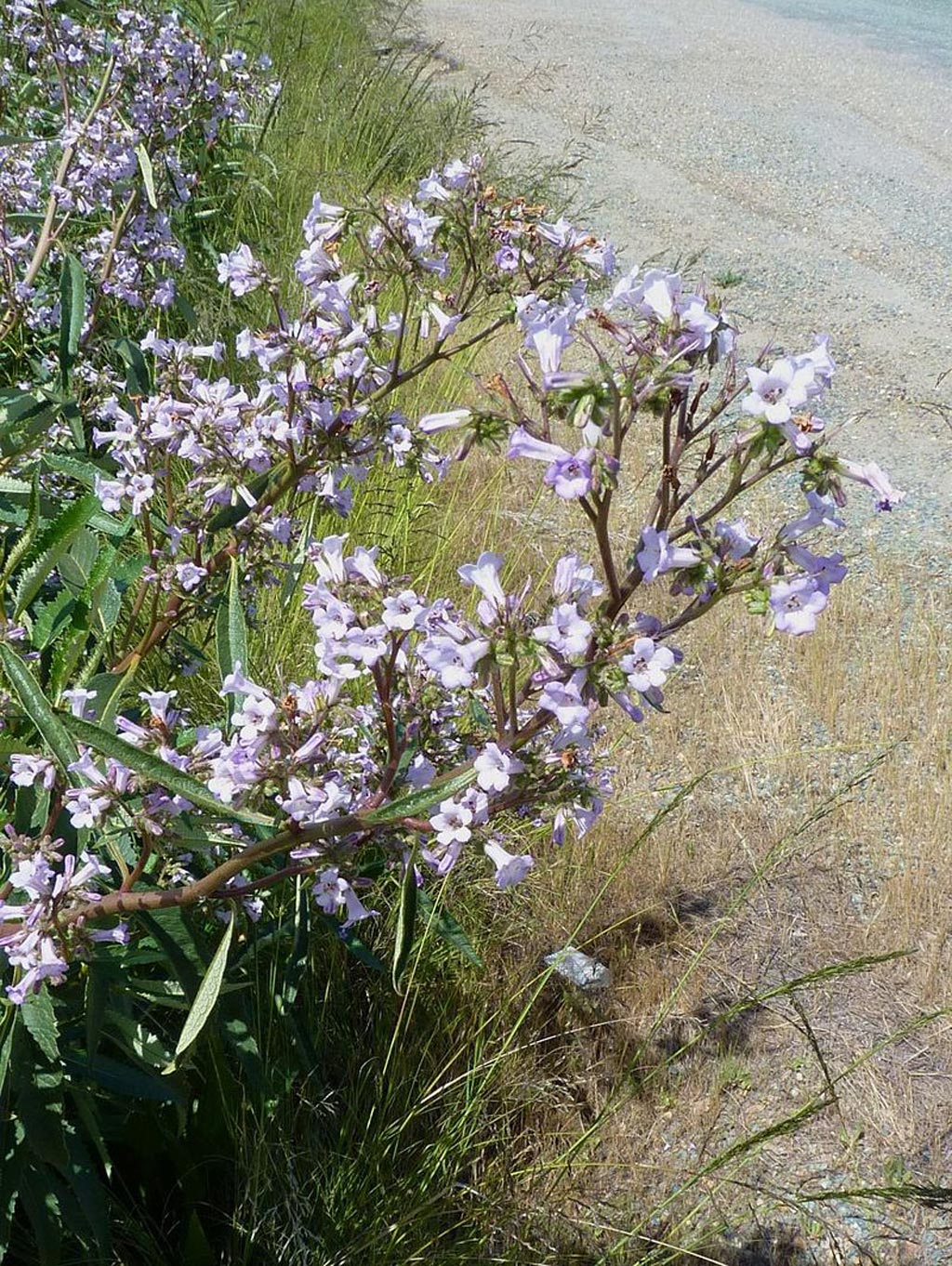 Image: Yerba Santa growing on roadside in California, USA (Photo courtesy of Wikimedia Commons).