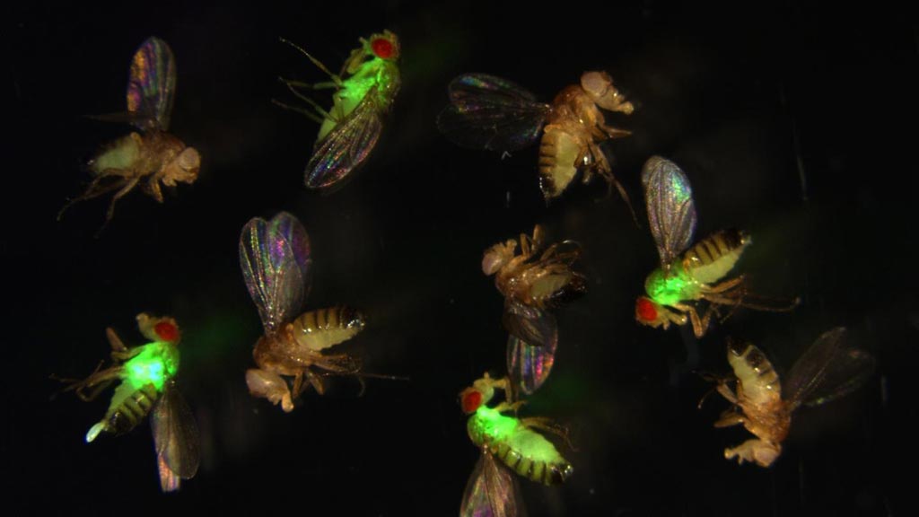Image: Fruit flies (Drosophila) with mutated antimicrobial peptides (red eyes) let bacteria (green fluorescence) grow out of control, while wild-type flies (with normal antimicrobial peptides) suppress the infection (Photo courtesy of Dr. Mark Austin Hanson, École Polytechnique Fédérale de Lausanne).