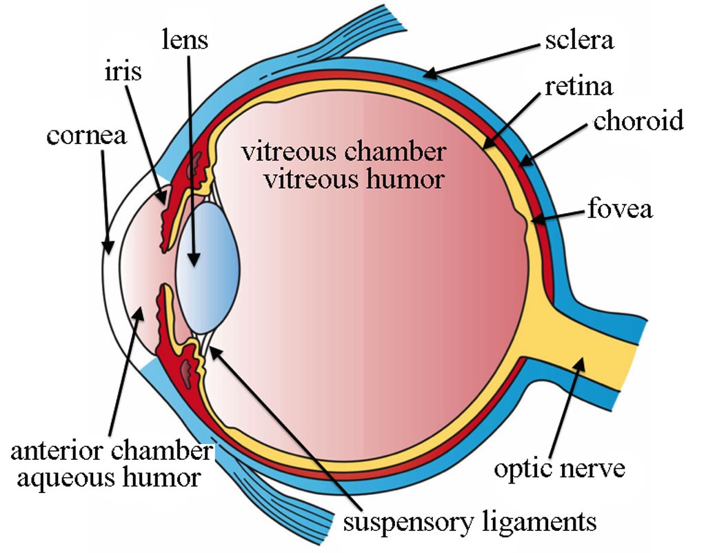 Image: Low levels of amyloid-beta and tau proteins in the vitreous humor were indicative of potential Alzheimer\'s disease risk (Photo courtesy of Wikimedia Commons).