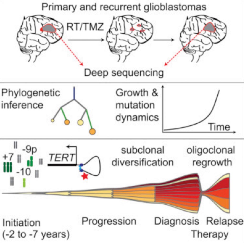 Image: A diagram of evolutionary trajectories of IDH-WT glioblastomas revealing a common path of early tumorigenesis instigated years ahead of initial diagnosis (Photo courtesy of German Cancer Research Center).