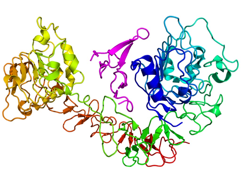 Image: A diagram of the epidermal growth factor receptor (EGFR) (rainbow colored, N-terminus = blue, C-terminus = red) complexed its ligand epidermal growth factor (magenta) (Photo courtesy of Wikimedia Commons).