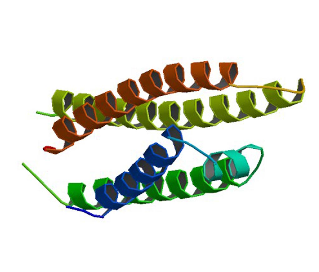 Image: A molecule model of Apo E (Photo courtesy of Wikimedia Commons).