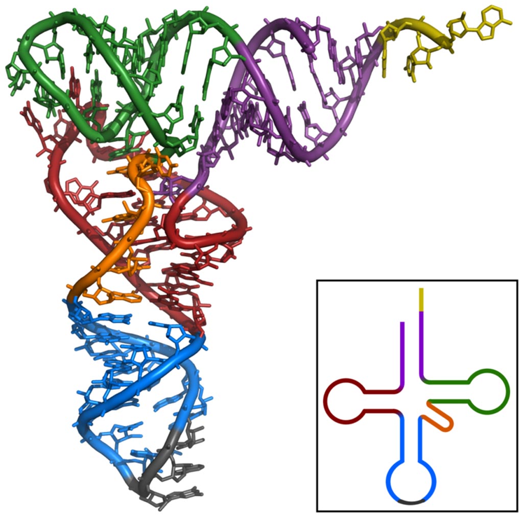 : A tertiary structure of transfer RNA (tRNA) (Photo courtesy of Wikimedia Commons).