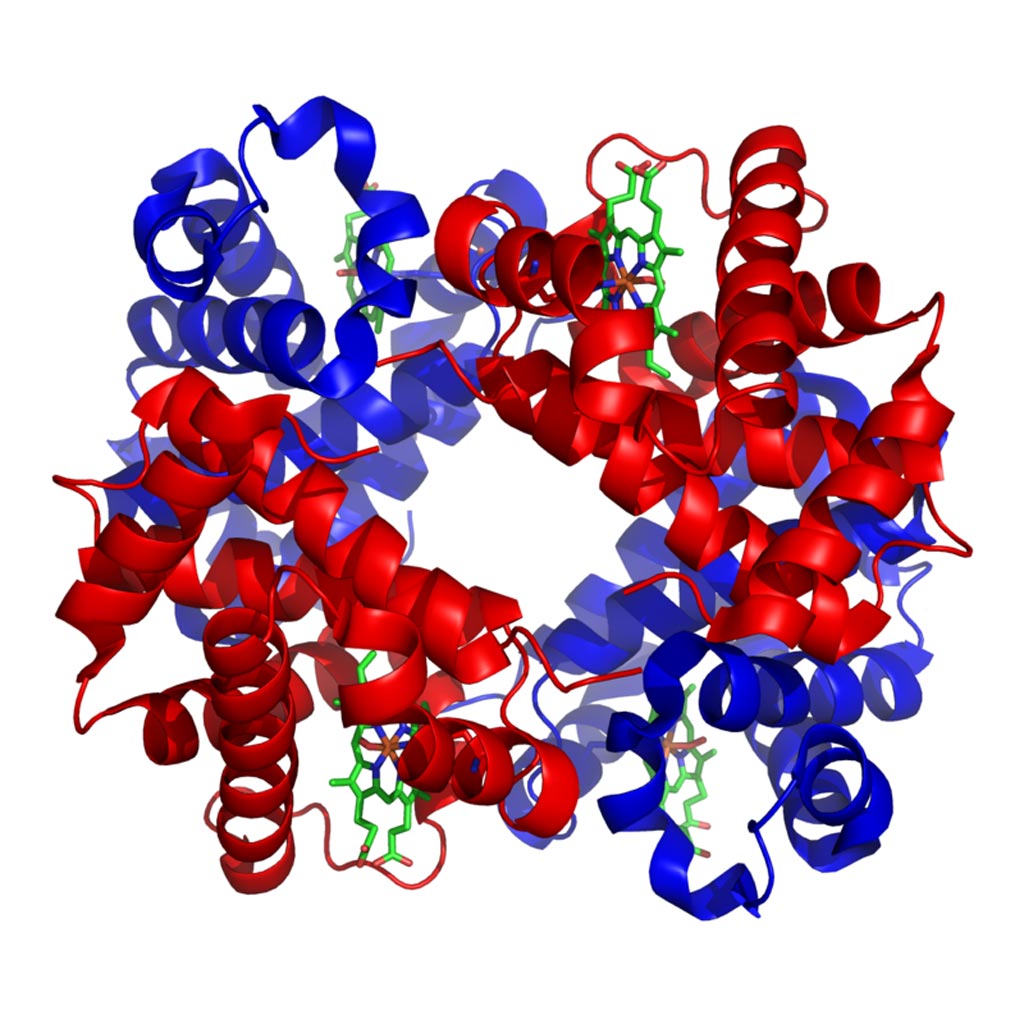 Image: The structure of human hemoglobin with alpha and beta subunits in red and blue, respectively, and the iron-containing heme groups in green (Photo courtesy of Wikimedia Commons).