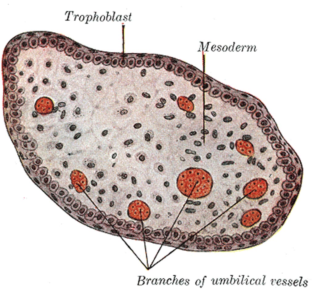Image: The transverse section of a chorionic villus (Photo courtesy of Wikimedia Commons).