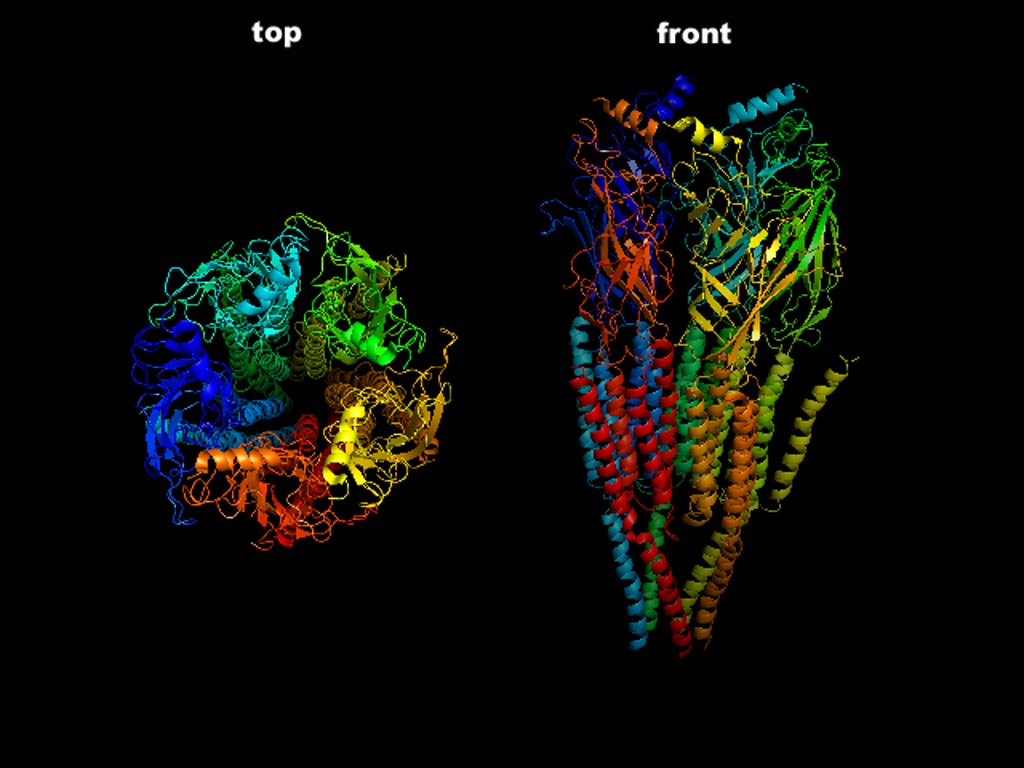 Image: The top and front view of the three-dimensional structure of the pentameric nicotinic acetylcholine receptor, which is damaged or destroyed in myasthenia gravis (Photo courtesy of Wikimedia Commons).