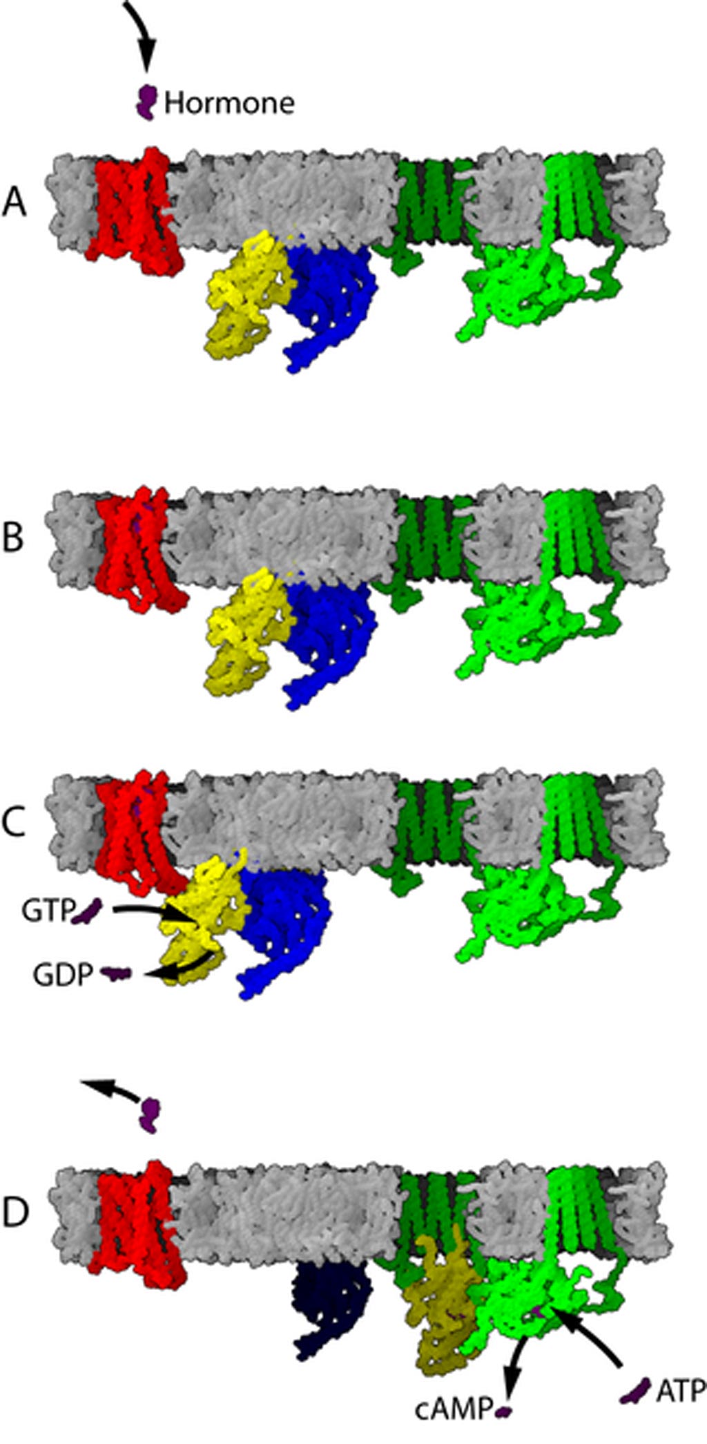 Image: G-protein-coupled receptor mechanism (Photo courtesy of Wikimedia Commons).