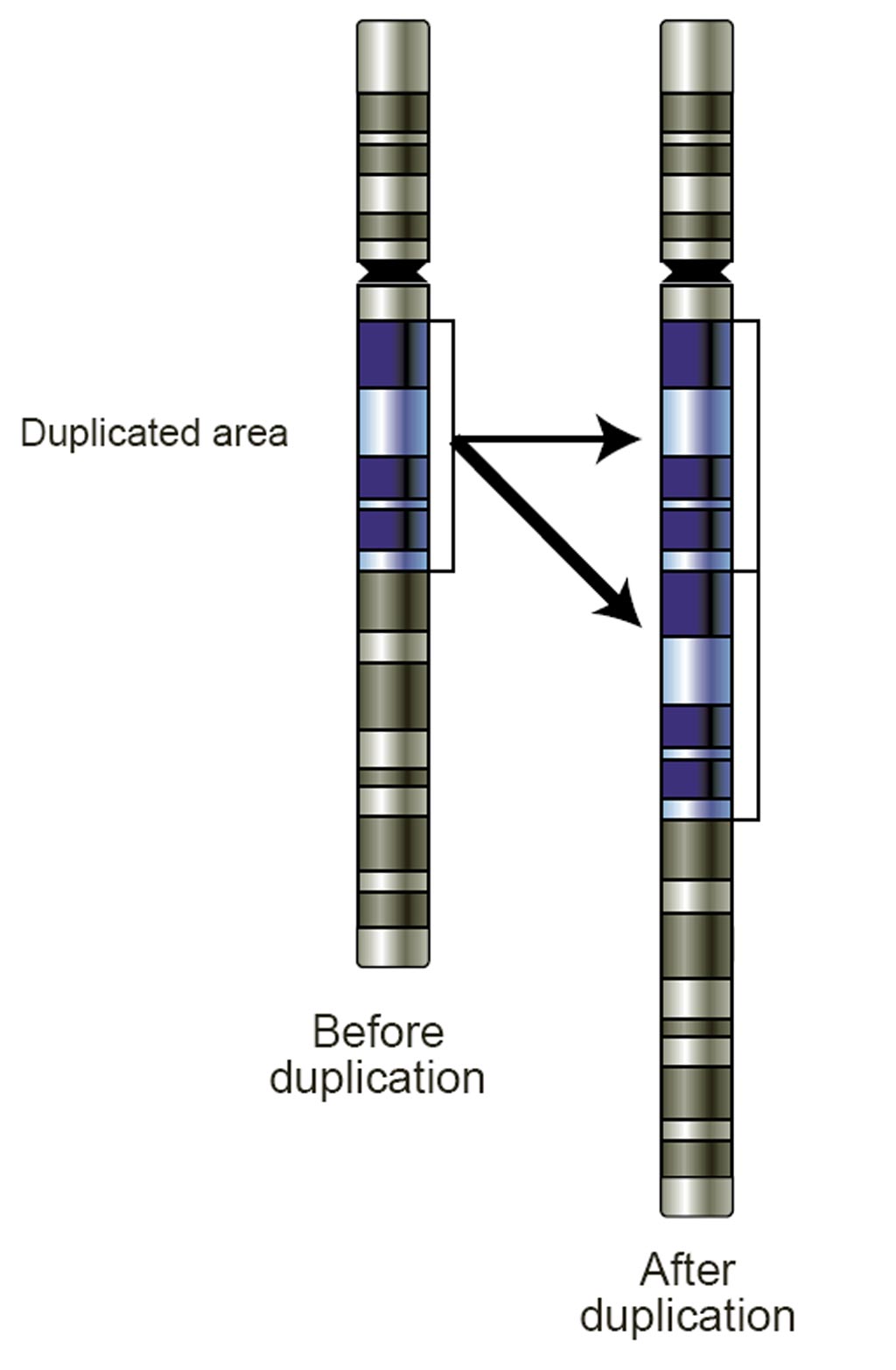 Image: This gene duplication has created a copy-number variation (CNV). The chromosome now has two copies of this section of DNA, rather than one (Photo courtesy of Wikimedia Commons).