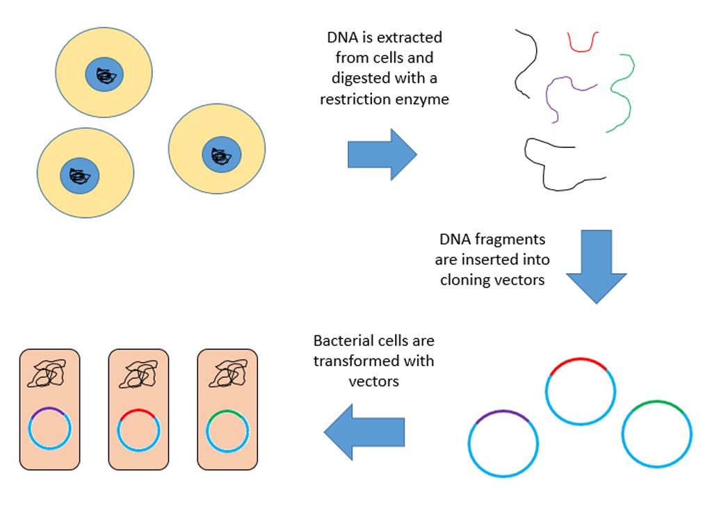 Image: A diagram of construction of a genomic library (Photo courtesy of Wikimedia Commons).