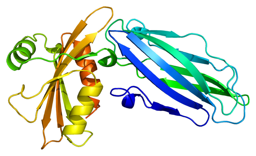 Image: Structure of the AP2A2 protein (Photo courtesy of Wikimedia Commons)