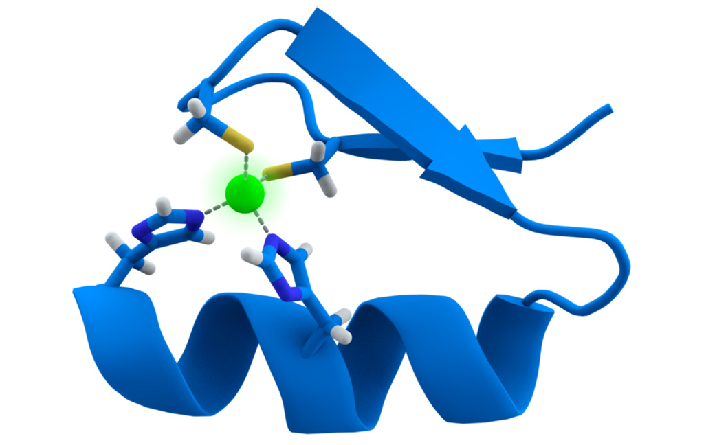 Image: Cartoon representation of the zinc-finger motif of proteins. The zinc ion (green) is coordinated by two histidine and two cysteine amino acid residues (Photo courtesy of Wikimedia Commons)