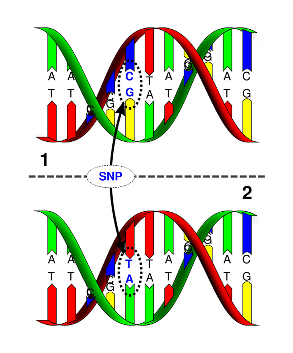 Image: Single nucleotide polymorphism: The upper DNA molecule differs from the lower DNA molecule at a single base-pair location (Photo courtesy of Marshall University).