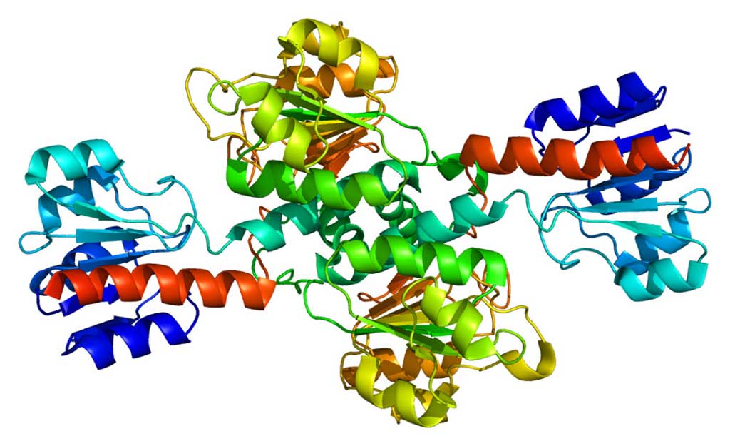 Image: Structure of the phosphoglycerate dehydrogenase (PHGDH) enzyme (Photo courtesy of Wikimedia Commons)