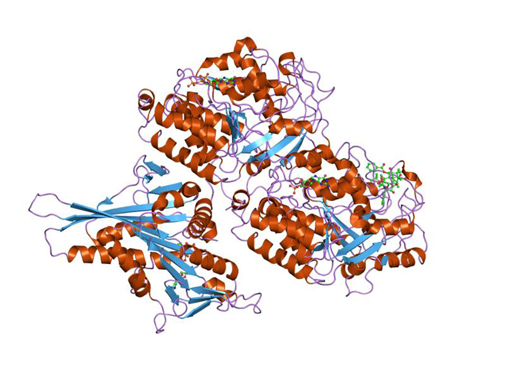 Image: Representation of the molecular structure of tubulin protein (Photo courtesy of Wikimedia Commons)