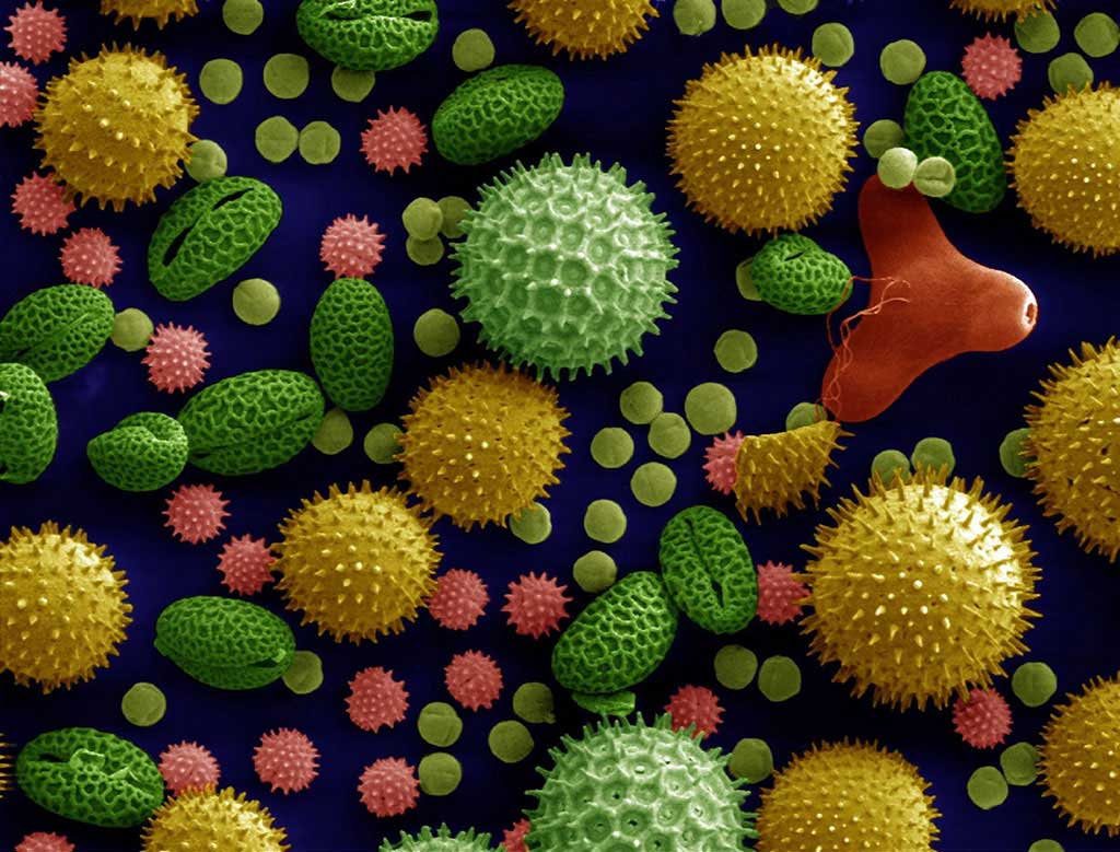 Image: Scanning electron microscope image (500x magnification) of pollen grains from a variety of common plants (Photo courtesy of Dartmouth Electron Microscope Facility, Dartmouth College (via Wikimedia Commons)
