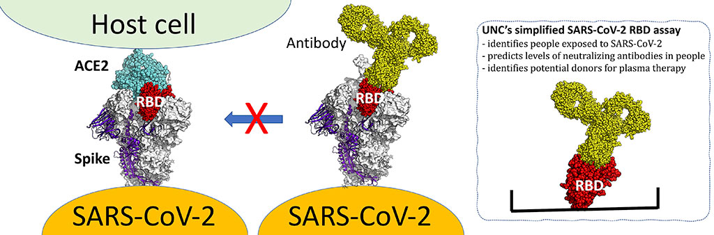 Image: New COVID-19 Test Pinpoints Human Antibodies Specific to Particular Part of SARS-CoV-2 Spike Protein (Photo courtesy of UNC School of Medicine)