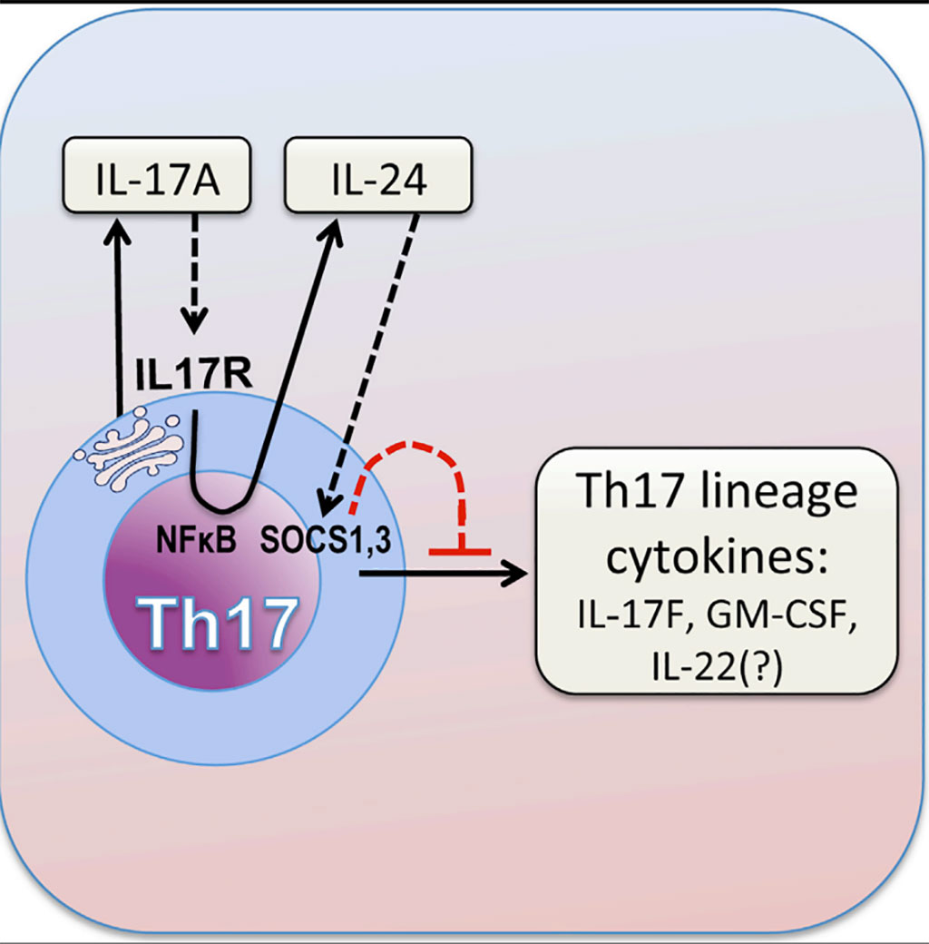 Image: Graphic diagram of how the cytokine IL-17A limits Th17 pathogenicity via a negative feedback loop driven by autocrine induction of IL-24 (Photo courtesy of the US National Eye Institute).