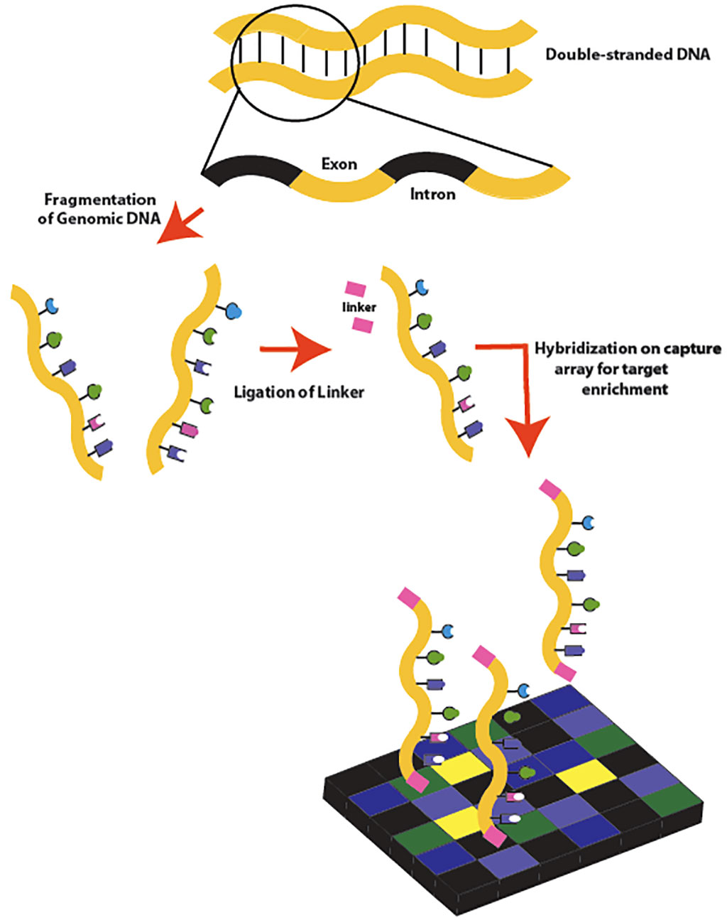 Image: Exome sequencing workflow: Double-stranded genomic DNA is fragmented by sonication. Linkers are then attached to the DNA fragments, which are then hybridized to a capture microarray designed to target only the exons (Photo courtesy of SarahKusala).