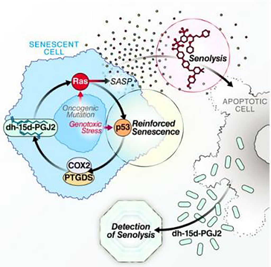 Image: Oxylipin biosynthesis reinforces cellular senescence and allows detection of senolysis (Photo courtesy of Dr. Christopher Wiley)