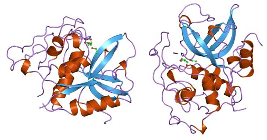 Image: Representation of the molecular structure of the cathepsin B (catB) protein (Photo courtesy of Wikimedia Commons)