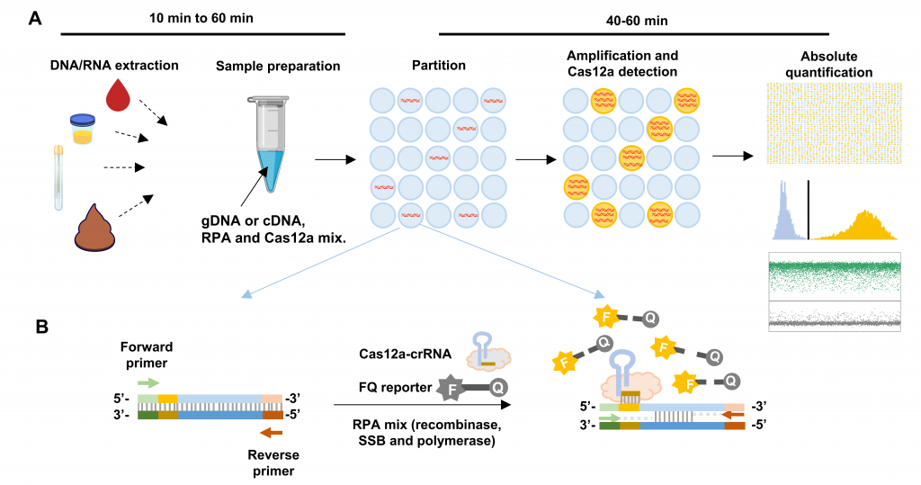 Image: Figure shows the schematic illustration of RADICA (Photo courtesy of Singapore-MIT Alliance for Research and Technology)