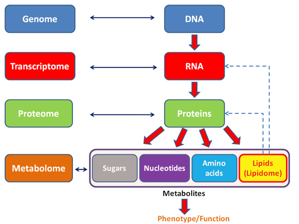 Image: General schema showing the relationships of the genome, transcriptome, proteome, and metabolome (the domain of clinical metabolomics) (Photo courtesy of Wikimedia Commons)