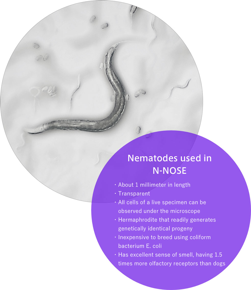 Image: Nematodes used in N-NOSE (Photo courtesy of Hirotsu Bio Science)