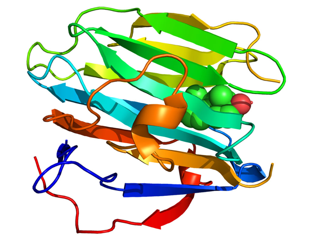 Image: Crystallographic structure of sex hormone binding globulin (SHBG) (Photo courtesy of Wikimedia Commons)