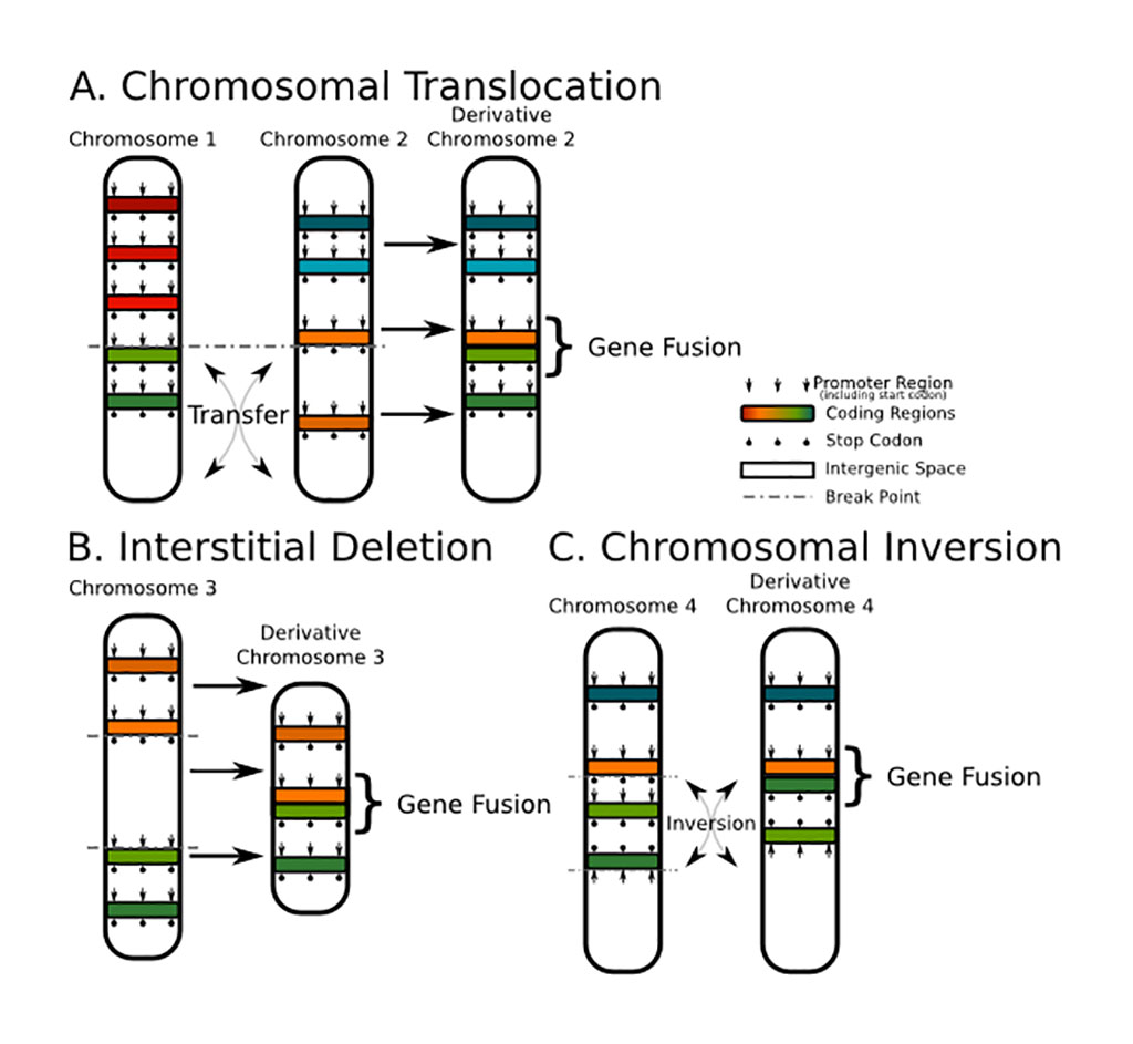 Image: Gene fusions play a key role in the formation and spread of nearly 20% of all human cancers. This schematic shows the ways a fusion gene can occur at a chromosomal level (Photo courtesy of Wikimedia Commons)