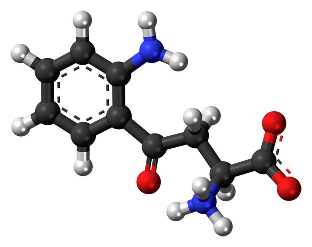 Image: Ball-and-stick model of the kynurenine molecule, a metabolite of the amino acid tryptophan. Evidence suggests that increased kynurenine production may precipitate depressive symptoms (Photo courtesy of Wikimedia Commons)