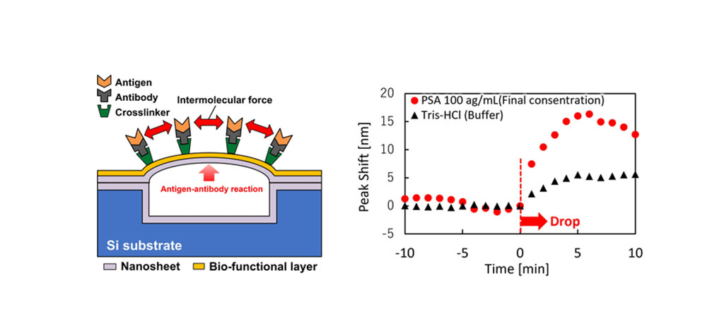 Image: Semiconductor sensor detects antigen molecules (Photo courtesy of Toyohashi University of Technology)