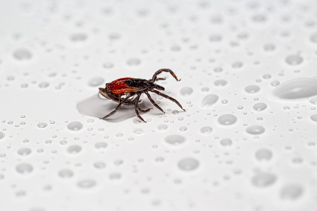 Image: New test could potentially diagnose Lyme disease (Photo courtesy of Unsplash)