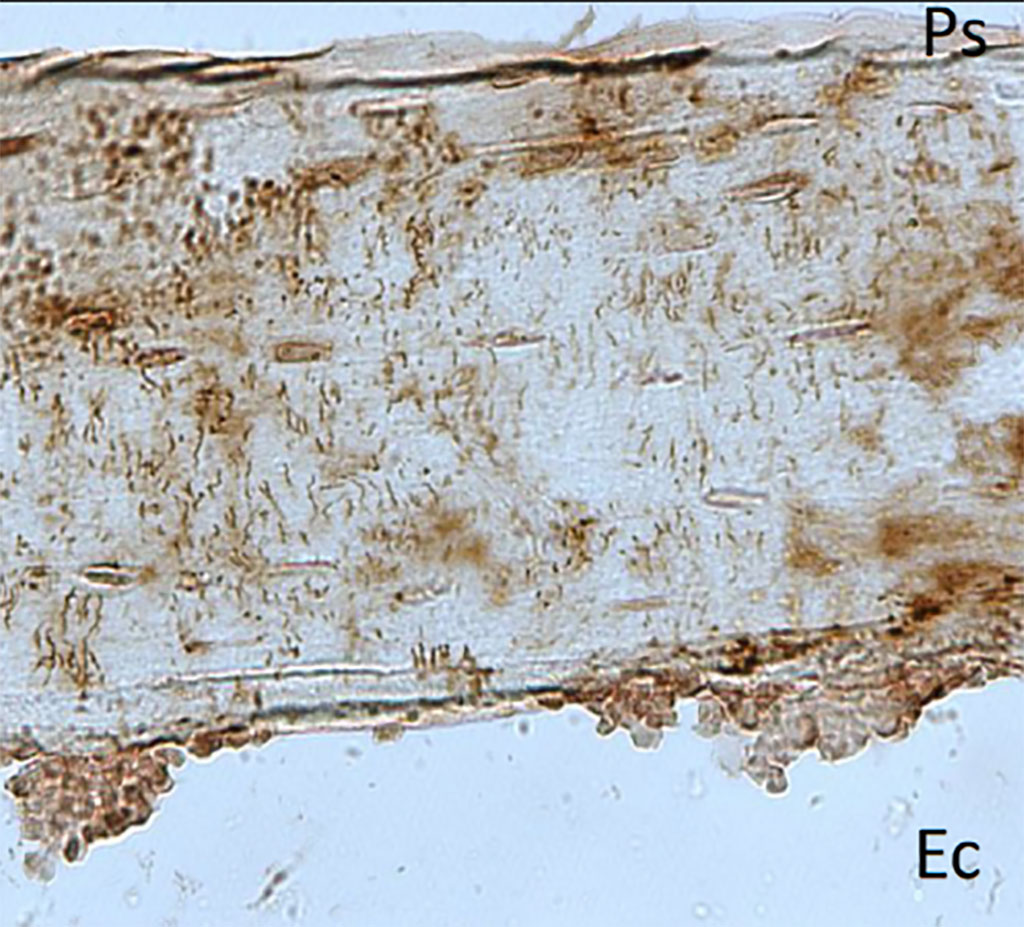 Image: The new technology is based on properties of periosteum, a membrane that covers the bones (Photo courtesy of University of Geneva)