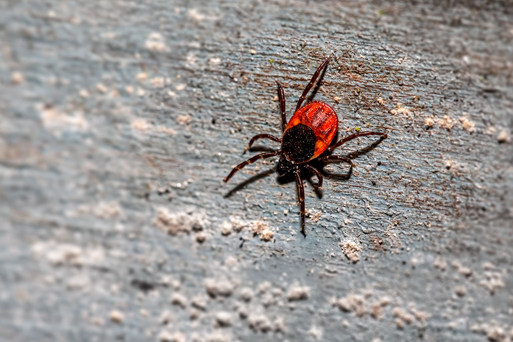 Image: Immune dysregulation associated with Lyme disease could enable its accurate and prompt treatment (Photo courtesy of Pexels)