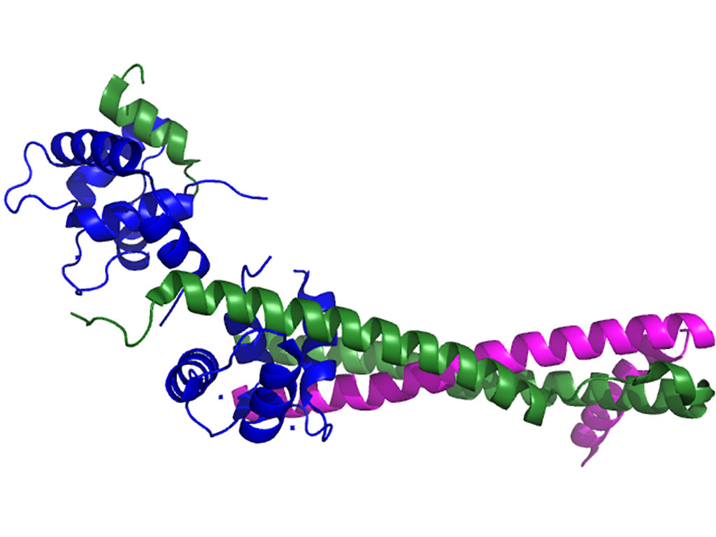 Image: Ribbon representation of the human cardiac troponin (cTnT) core complex (Photo courtesy of Wikimedia Commons)