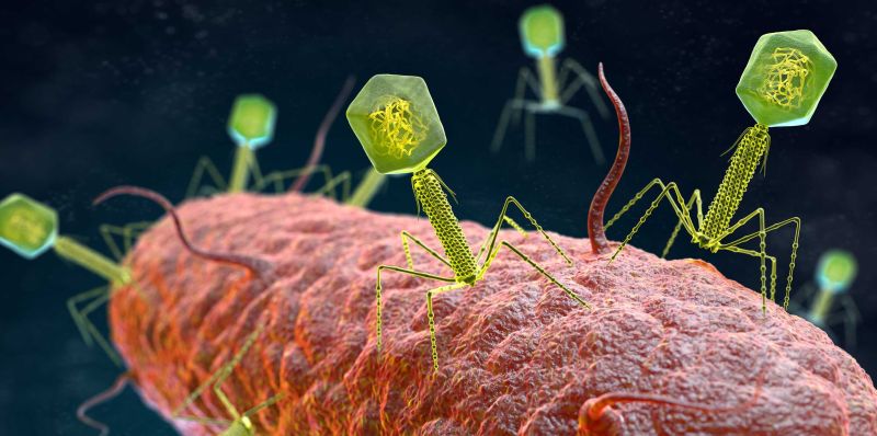 New rapid test uses bacteriophages to quickly and accur­ately identify UTI-causing pathogens (Photo courtesy of ETH Zurich)