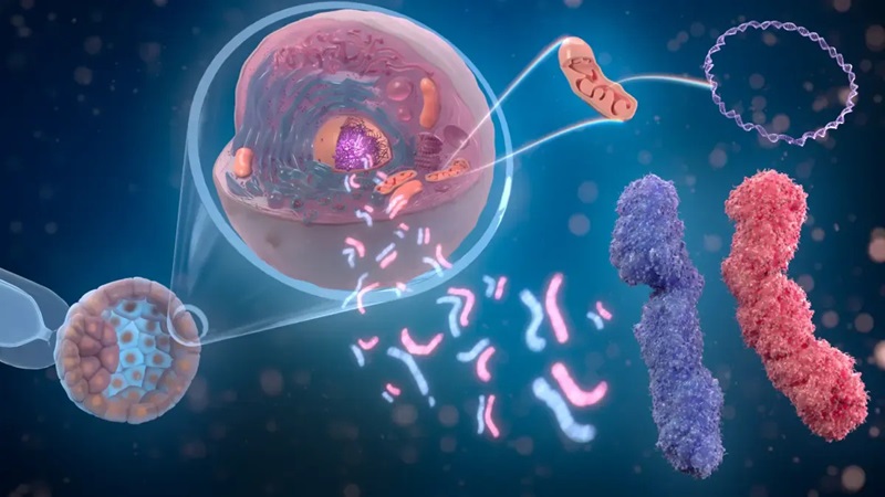 Image: The technique can analyze the entire genome - all genes and chromosomes - in a single test (Photo courtesy of Masoud Zamani Esteki & Luis Gonçalves Lopes)