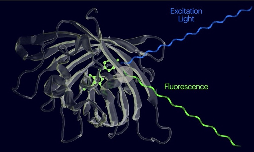 Image: Molecular biosensors that only light up upon binding their targets open vast possibilities for medical diagnostics (Photo courtesy of Wyss Institute at Harvard University)