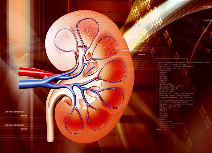 Image: The study used a new electronic diagnostic model as an alternative to kidney biopsies to predict AIN (Photo courtesy of 123RF)