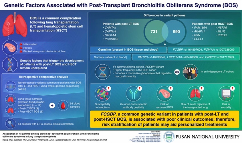 Image: Fc gamma-binding protein variant is linked to poor outcomes in lung transplant patients (Photo courtesy of Yun Hak Kim/Pusan National University) Image: Fc gamma-binding protein variant is linked to poor outcomes in lung transplant patients (Photo courtesy of Yun Hak Kim/Pusan National University)